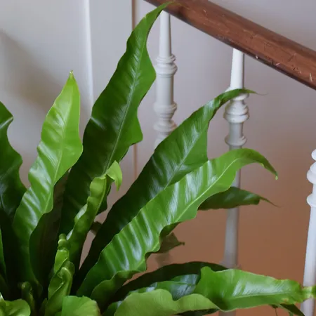 Heirloom - The Mansion Hotel