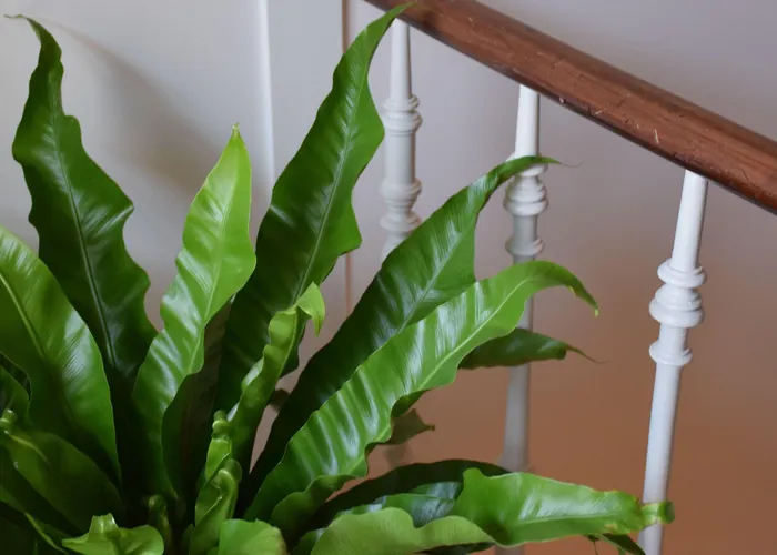 Heirloom - The Mansion Hotel